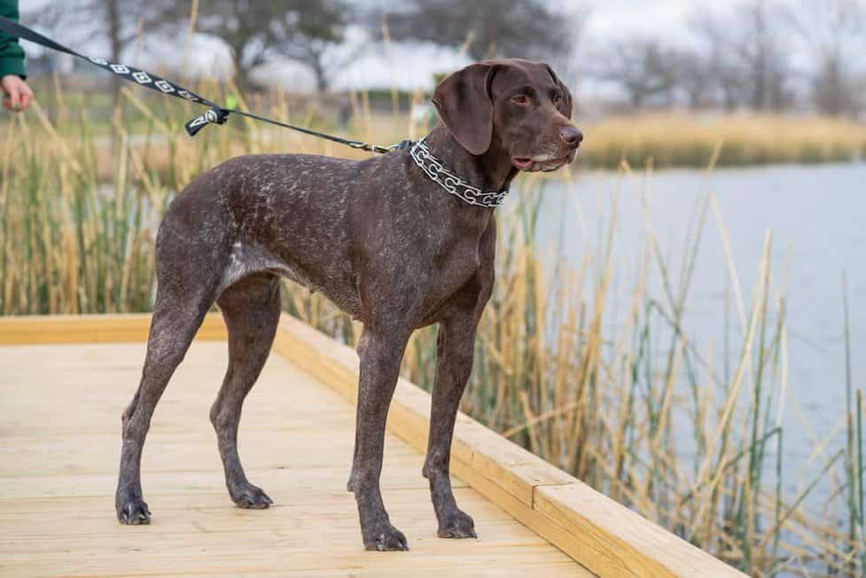 German shorthaired pointer fashion price